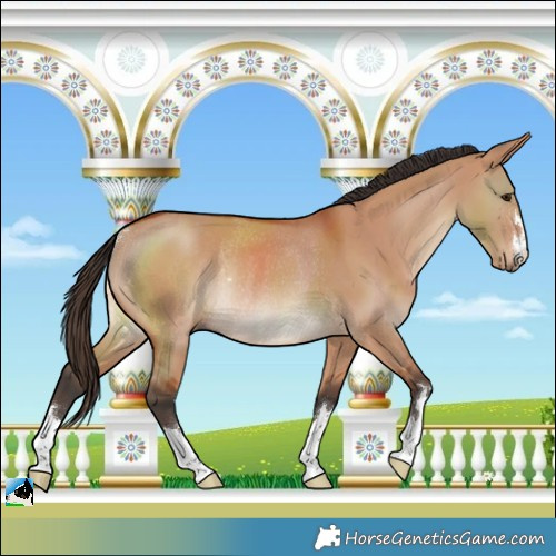 Horse Color:Bay Dun Rabicano 