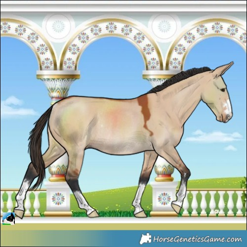 Horse Color:Bay Dun Rabicano 