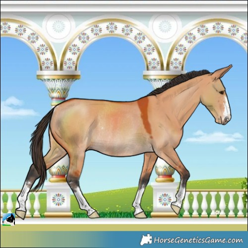 Horse Color:Bay Dun Rabicano 