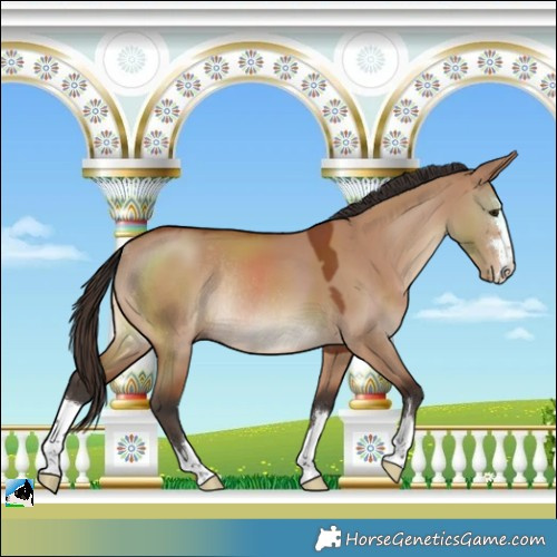 Horse Color:Bay Dun Rabicano 