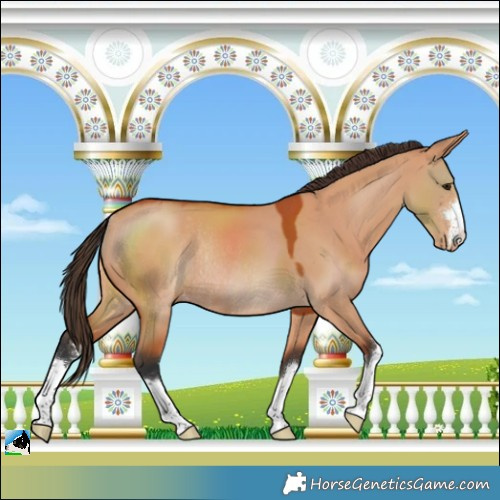 Horse Color:Bay Dun Varnish Rabicano 