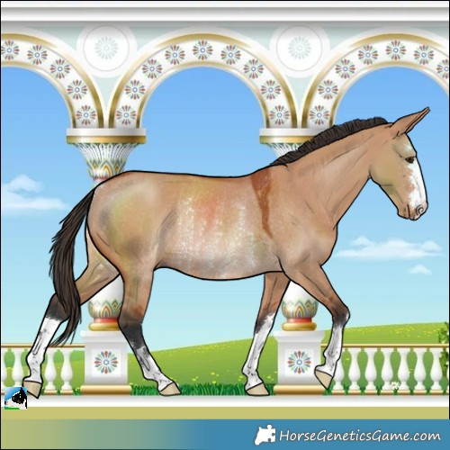 Horse Color:Bay Dun Rabicano 