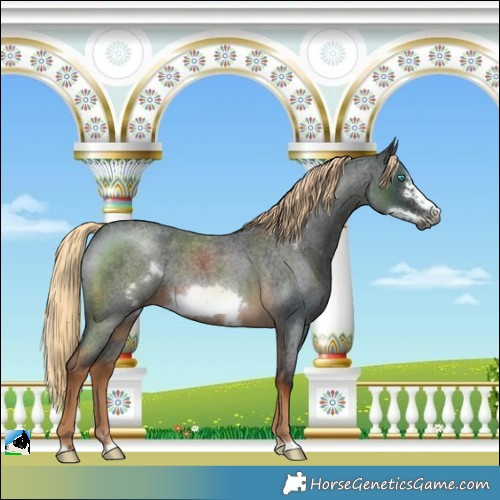 Horse Color:Gray Chocolate Palomino Roan Frame Rabicano