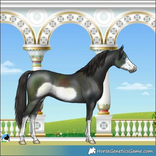 Horse Color:Gray White Spotted Liver Chestnut Frame Rabicano 