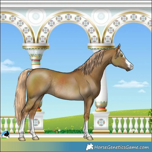 Horse Color:Chocolate Palomino Dun Rabicano 