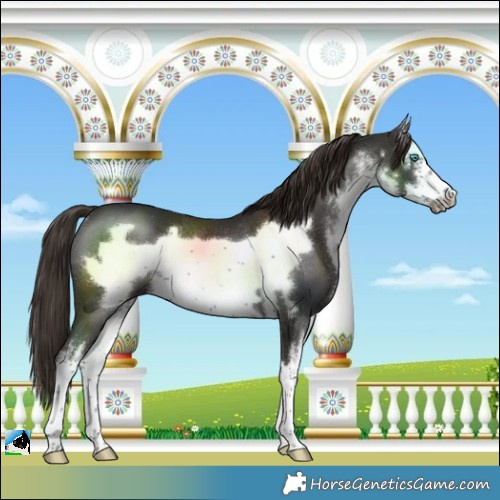 Horse Color:White Spotted Liver Chestnut Frame Rabicano 