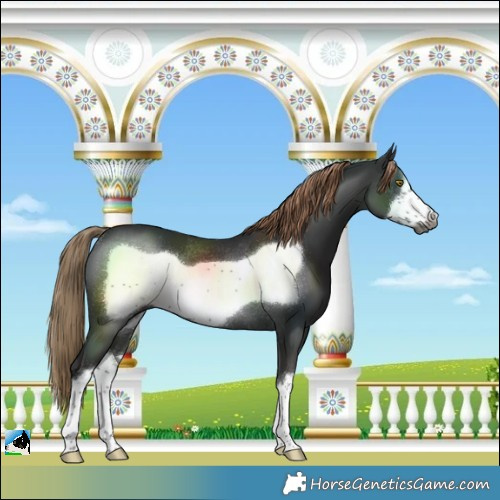 Horse Color:Gray White Spotted Liver Chestnut Frame Rabicano