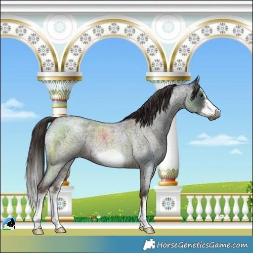 Horse Color:Gray White Spotted Liver Red Roan Splash Frame Rabicano 
