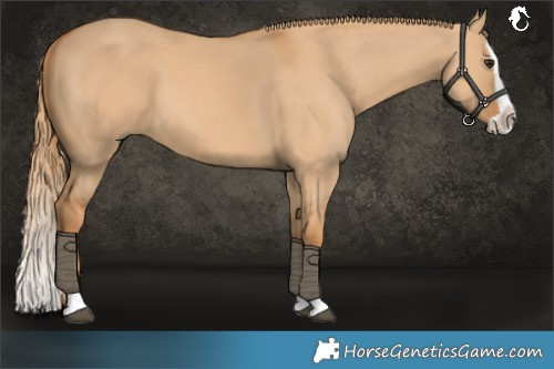 Horse Color:Red Dun Splash 