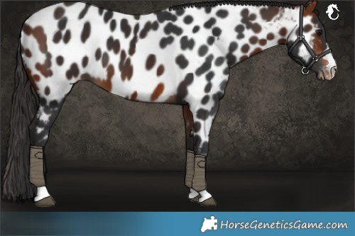 Horse Color:Bay Near Leopard