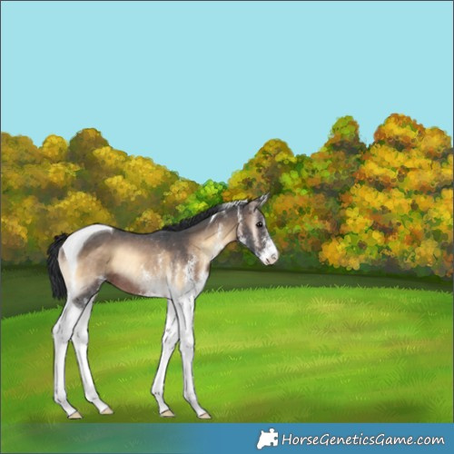Horse Color:Unknown 