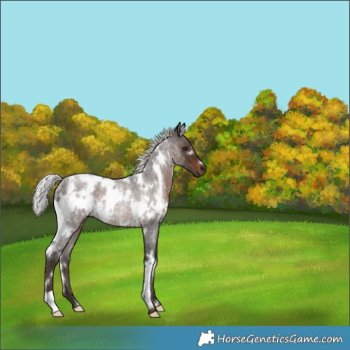 Horse Color:White Spotted Silver Brown Roan Rabicano