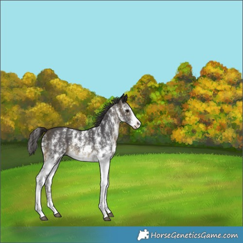 Horse Color:Buckskin Sabino Rabicano 
