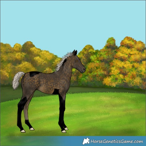 Horse Color:Void Silver Buckskin Tobiano Rabicano 