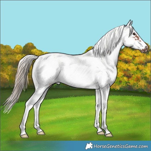 Horse Color:Chestnut Sabino Splash Frame 