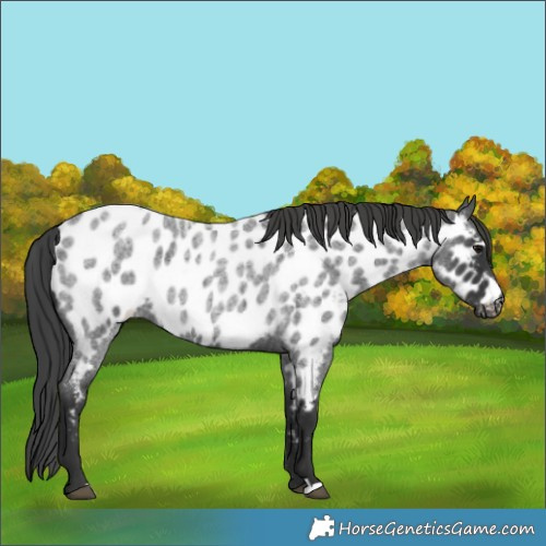 Horse Color:Blue Roan Near Leopard