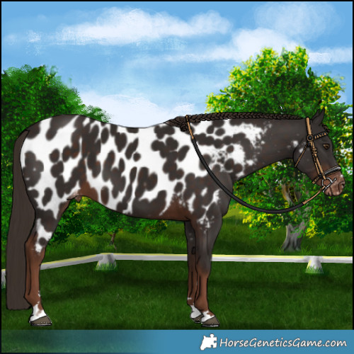 Horse Color:Liver Chestnut Near Leopard 