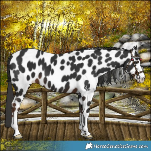 Horse Color:Liver Chestnut Leopard 