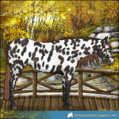 Horse Color:Liver Chestnut Near Leopard 
