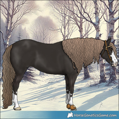 Horse Color:Liver Chestnut