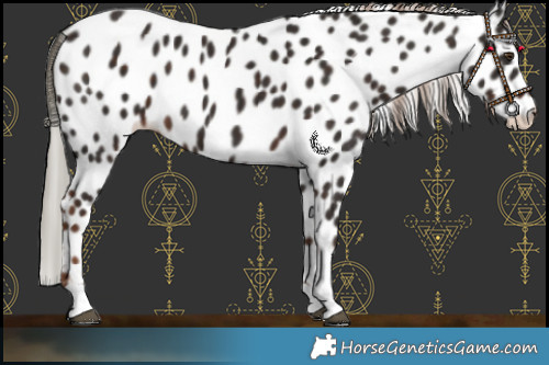 Horse Color:Liver Chestnut Leopard 