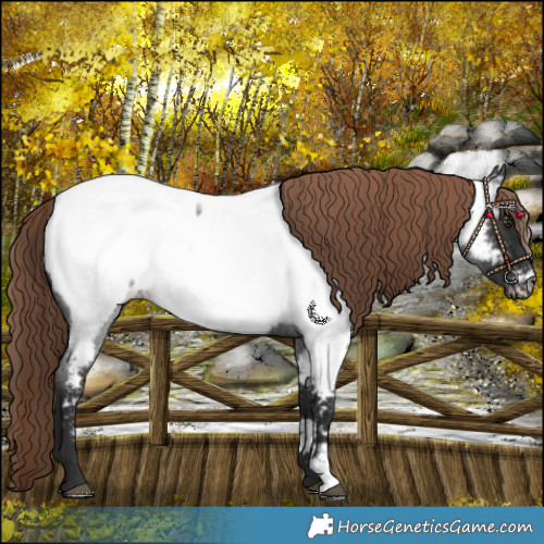 Horse Color:Liver Red Roan Near Fewspot