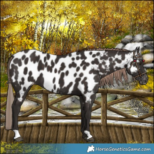 Horse Color:Liver Chestnut Near Leopard