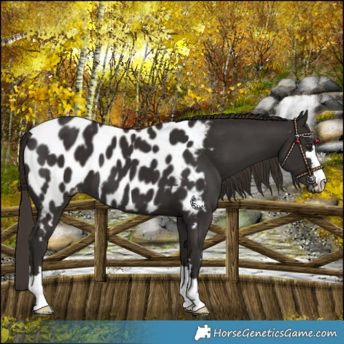 Horse Color:Liver Chestnut Near Leopard 