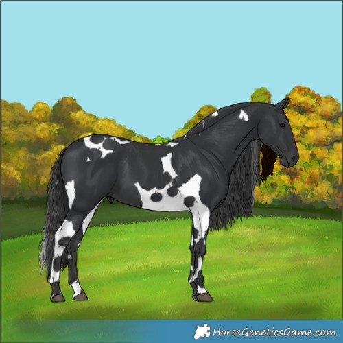 Horse Color:Black Tobiano 