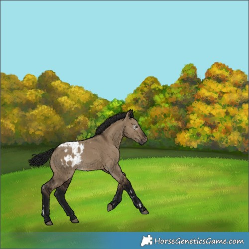 Horse Color:Gray Brown Dun Skewed LP Spotted Rabicano 