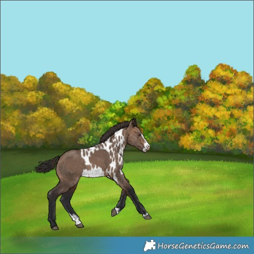 Horse Color:Brown Dun Splash Frame Skewed LP Spotted Rabicano