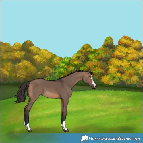 Horse Color:Bay Dun Rabicano