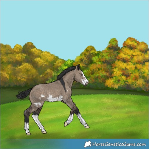 Horse Color:Brown Dun Sabino Splash Frame Rabicano 