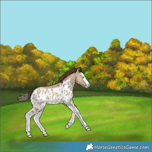 Horse Color:Bay Dun Splash Skewed LP Spotted Rabicano 