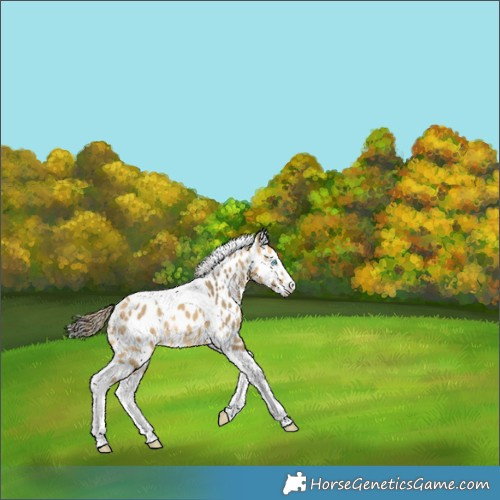 Horse Color:Buckskin Dun Splash Tobiano Skewed LP Spotted Rabicano 