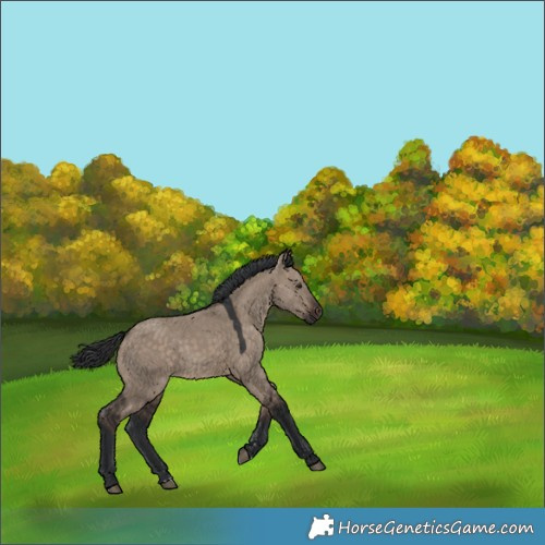 Horse Color:Brown Dun Rabicano