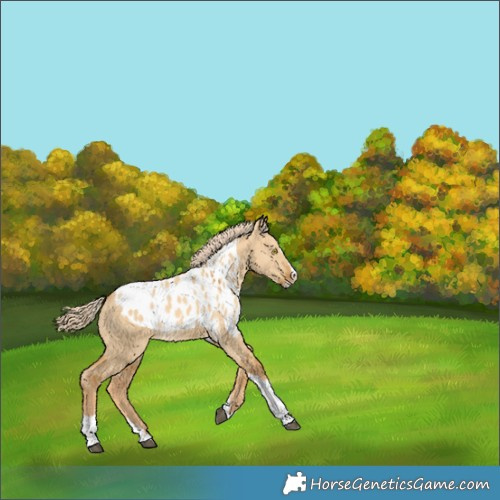 Horse Color:Palomino Dun Splash Tobiano Skewed LP Spotted Rabicano