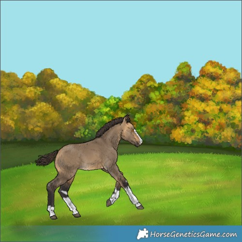Horse Color:Buckskin Dun Rabicano