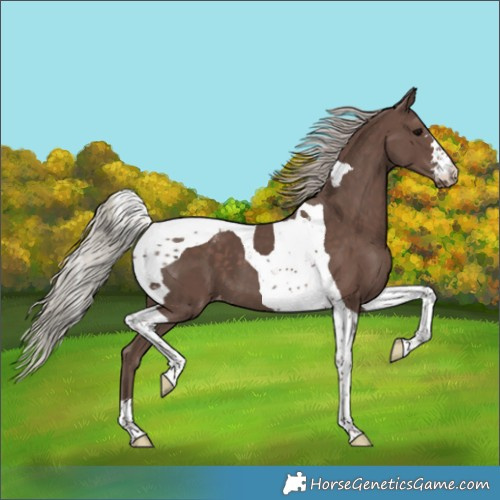 Horse Color:Silver Black Tobiano Varnish