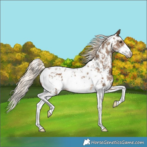 Horse Color:Chocolate Palomino Sabino Blanket