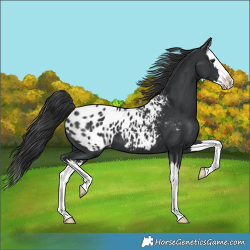 Horse Color:Black Splash Blanket 