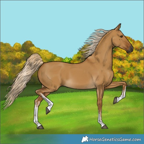 Horse Color:Gray White Spotted Palomino Dun 