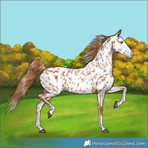Horse Color:Chestnut Sabino Splash Near Leopard