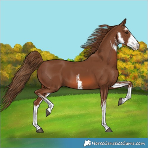 Horse Color:White Spotted Chestnut
