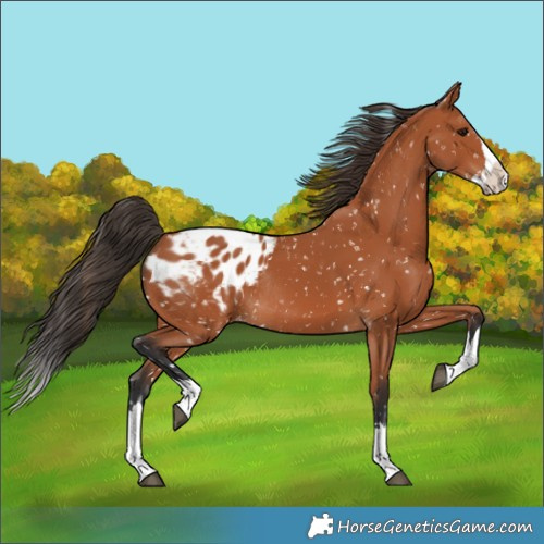 Horse Color:Bay Splash Blanket Rabicano 