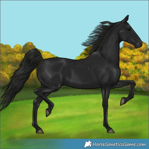 Horse Color:Gray Black