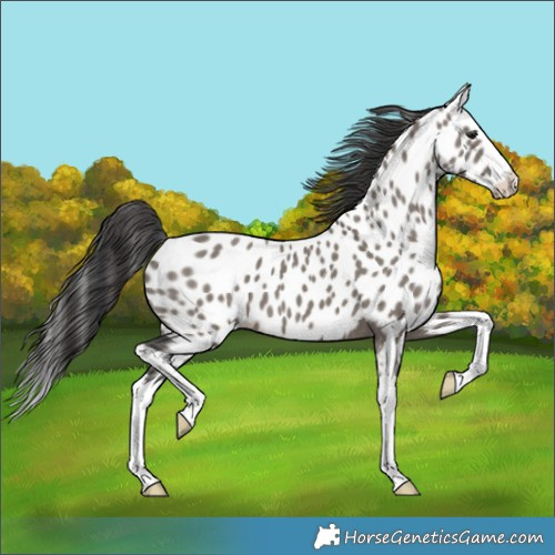 Horse Color:Grullo Splash Near Leopard 