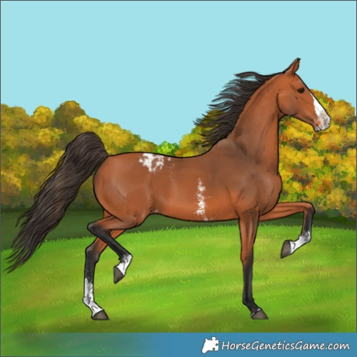 Horse Color:Bay Sabino Splash Blanket