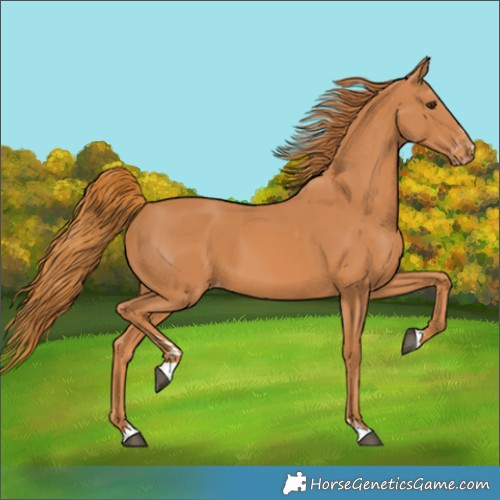 Horse Color:Chestnut Varnish 