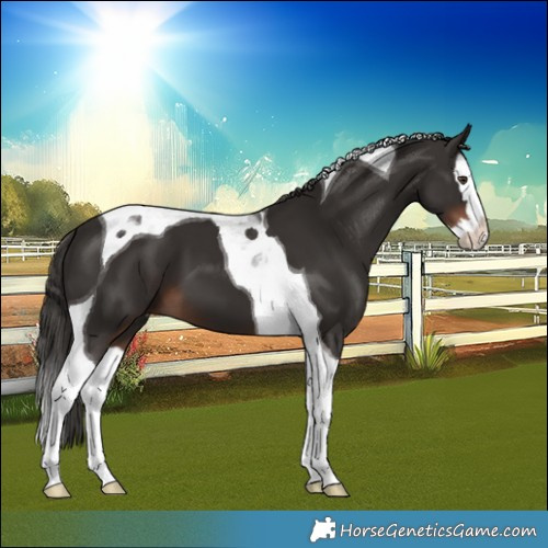 Horse Color:Liver Chestnut Splash Tobiano 